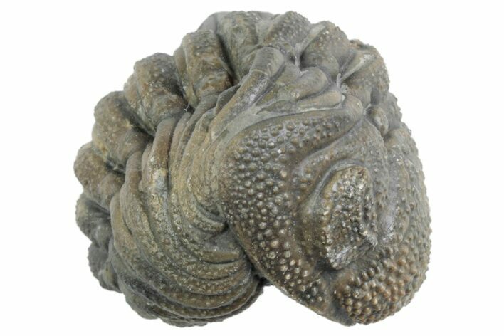 Wide, Bumpy Enrolled Morocops Trilobite - Morocco #383423